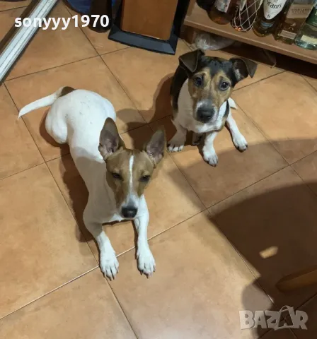 ДЖАК СИ ТЪРСИ ЖЕНСКА 1504250557