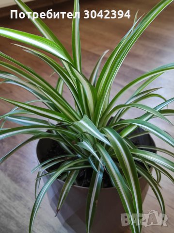 Хлорофитиум.