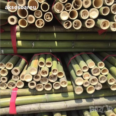100 Семена от бамбук Moso-Bamboo красиво растение за декорация на вашата градина бамбук мосо бамбо б, снимка 6 - Сортови семена и луковици - 37774709