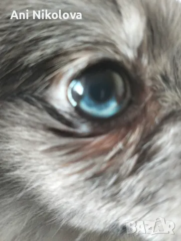 Померан рядък цвят мерле със синьо око, снимка 13 - Померан - 50248156