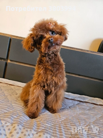 Много дребно Той пуделче момиченце на 6 месеца. 