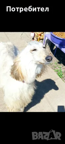 Афганска хрътка, снимка 1