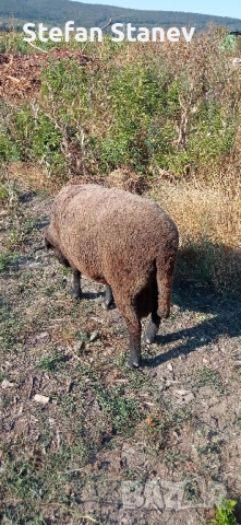 Продавам КОЧОВЕте , снимка 4 - Овце - 51707198