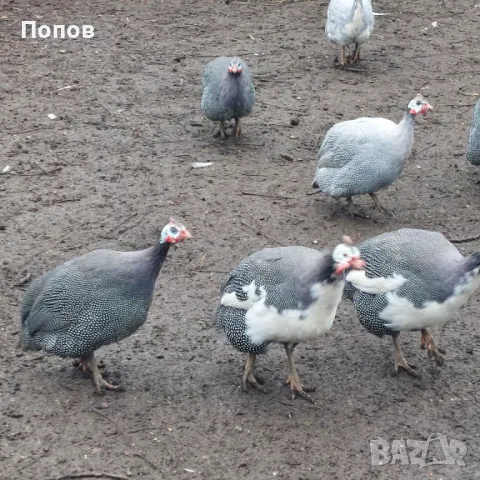 Продавам токачки, снимка 2 - други­ - 48205893