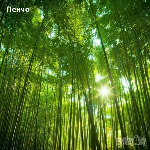 100 бр. Бамбукови Семена гигантски бамбук Moso Bambo градински декоративни растения декорация за гра, снимка 15 - Сортови семена и луковици - 28244727