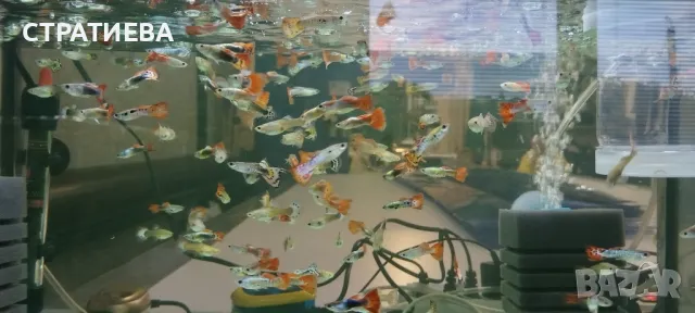 Гупи отглеждани в домашни условия., снимка 12 - Рибки - 50004944