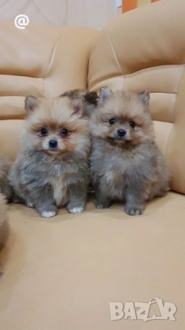 Померан померанчета Гр. София снимки от днес 05.12.2025г, снимка 3 - Померан - 52665938