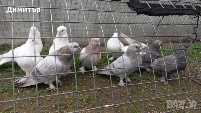 Продавам гълъби Мардини-Турски 