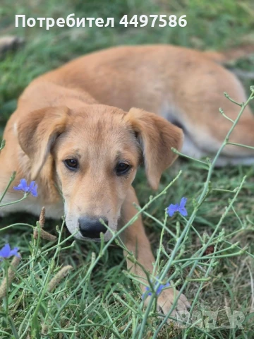 Кученца с ваксини, снимка 1