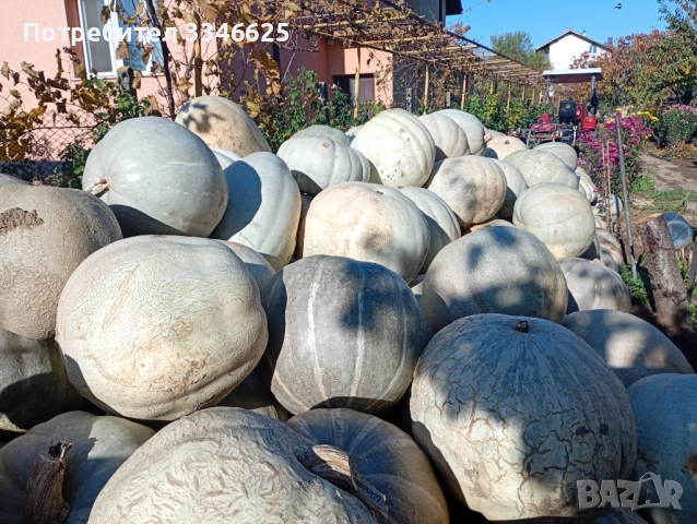 Бяла тиква кестен, снимка 2 - Домашни продукти - 52309229