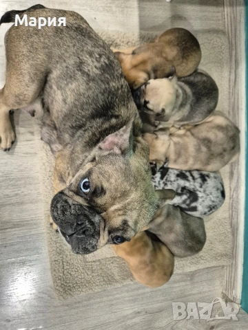 Френски булдог , снимка 10 - Френски булдог - 53605665