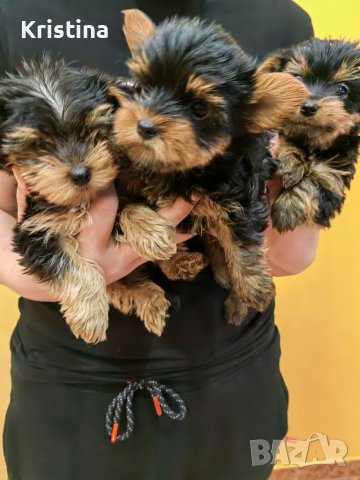 Йорки йоркширски териер, снимка 4 - Йоркширски териер - 39758358