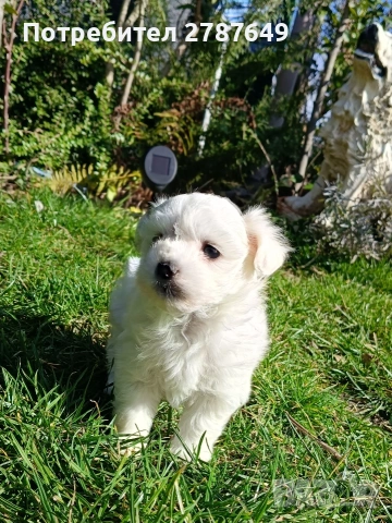 Малтийска Болонка, снимка 6 - Болонка - 53525124