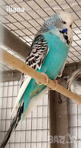продавам различни видове папагали, снимка 4 - Папагали - 52450832