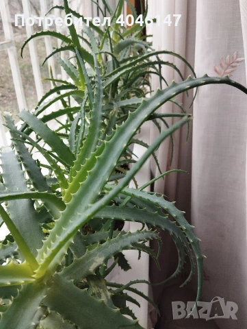 Алое (дьрвовидно) , снимка 2 - Стайни растения - 53558797