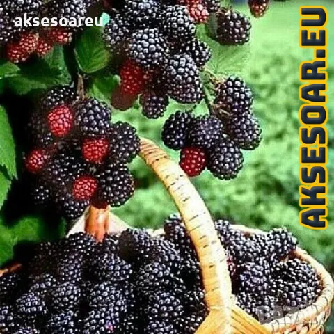 Висококачествени нови семена от хранителна Къпина без бодли Rubus rusticanus 50+ семена антиоксидант, снимка 4 - Сортови семена и луковици - 49257573