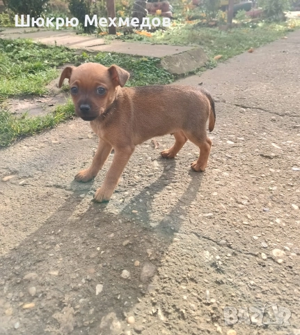 Мъжко пинчер , снимка 4 - Пинчер - 52649997