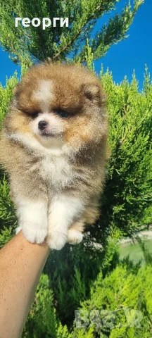 померан померанче