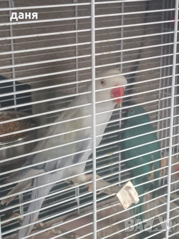 Продавам женски малък александр