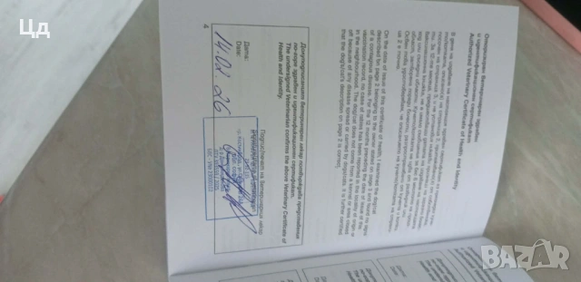 Джак ръсел териер , снимка 4 - Джак ръсел териер - 53529762