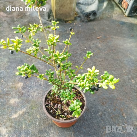 Илекс, Ilex crenata 'Convexa' , снимка 6 - Градински цветя и растения - 39366329