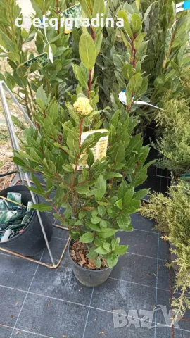 Laurus nobilis (Дафинов лист)