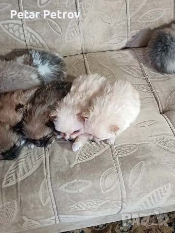 Шпиц мини , снимка 18 - Шпиц - 52812758