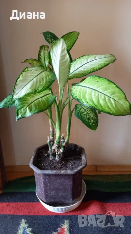 Дифенбахия микс, снимка 4 - Стайни растения - 51200719
