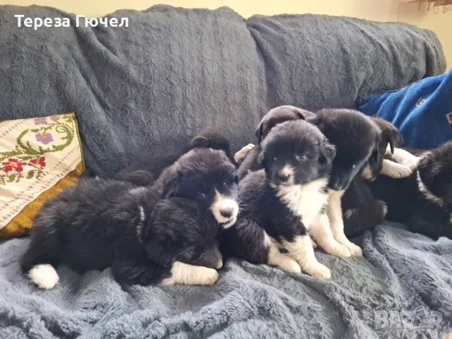 🐶 Каракачански ваксинирани кученца – здрави, обезпаразитени кученца каракачанки (каракачанка)🐾, снимка 9 - Каракачанска овчарка - 50196522