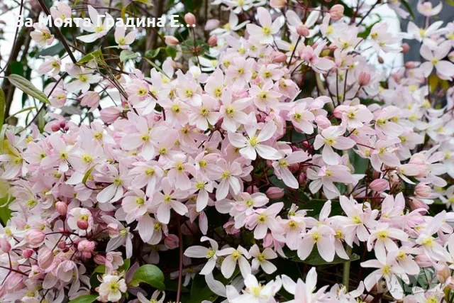 Клематис 2 сорта , снимка 2 - Градински цветя и растения - 49762083