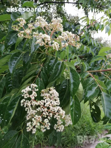 Продавам фиданки от медоносното дърво на пчеларя Еводия Даниели разсад дръвчета Еводиа за медосбор, снимка 2 - Разсади - 49271516