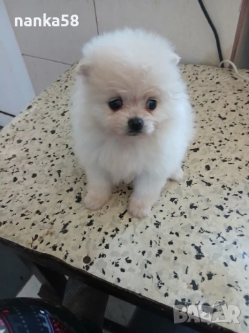 Продавам померани, снимка 4 - Померан - 51088714