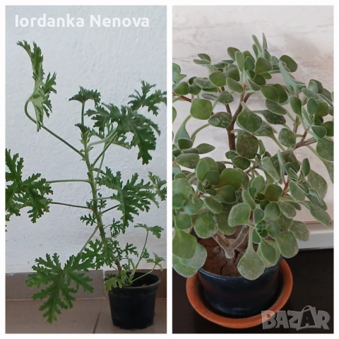 Дървото на парите , снимка 3 - Стайни растения - 52638691