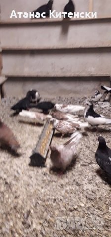 ПАЗАРДЖИШКИ ВИСОКО ЛЕТЦИ ЗА ДЪЛГОТРАЕН ВИСОК ПОЛЕТ, снимка 12 - Гълъби - 26511341