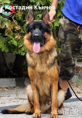 Немска овчарка кученца, снимка 8 - Немска овчарка - 52974378