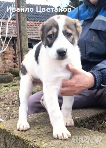 Алабай, снимка 3 - Алабай - 53609948