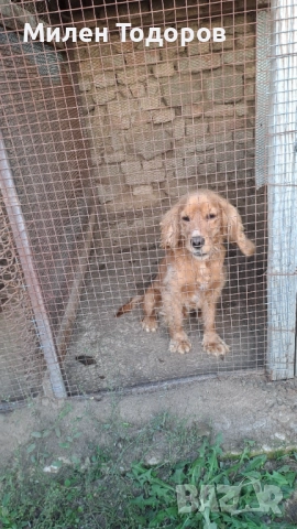 Куче търсач на трюфели , снимка 3 - Кокер шпаньол - 52158618