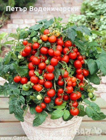 Био семена от чери домати - Lycopersicon esculentum произход Германия.  Lycopersicon esculentum Mill, снимка 3 - Разсади - 37438402