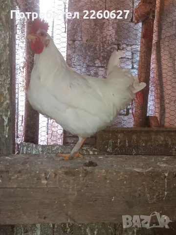 Млади петли , снимка 7 - Кокошки и пуйки - 52944909