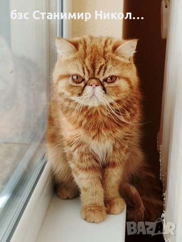 Женски екзотични котки на 2 години и на 5 месеца., снимка 3 - Персийска - 52945926