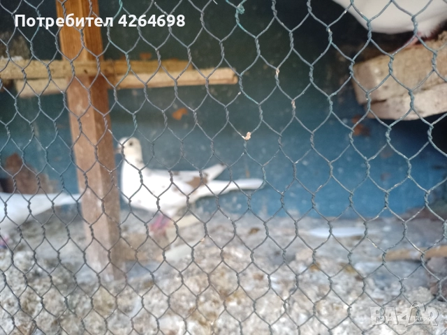 Гургутки и петлета, снимка 4 - други­ - 50966710