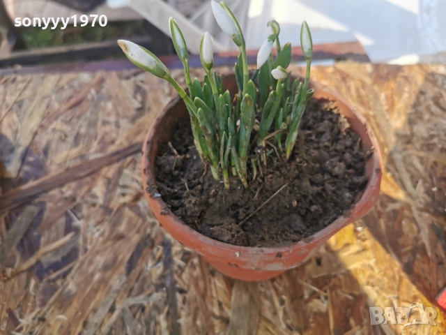 КОКИЧЕНЦА В САКСИЯ С ЛУКОВИЦИ 2801261400, снимка 5 - Градински цветя и растения - 53257522