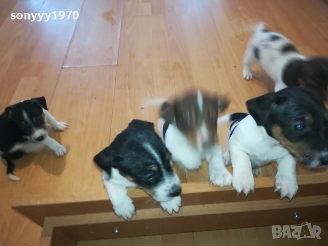 ДЖАК РЪСЕЛ-КУТРЕТА 2209251141, снимка 3 - Джак ръсел териер - 51793138