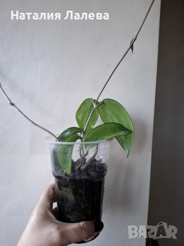 Хоя, hoya cinnamomifolia, снимка 3 - Стайни растения - 53294412