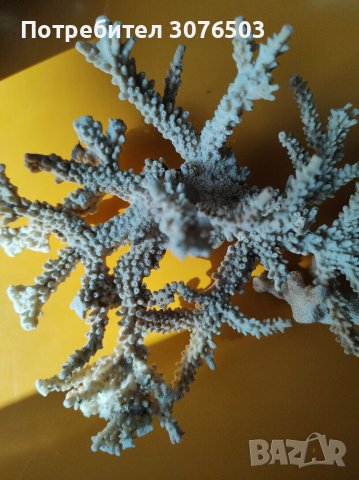Акропора корал, снимка 1