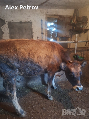 Свободна юница и мъжко теле, снимка 2 - Крави - 53392403