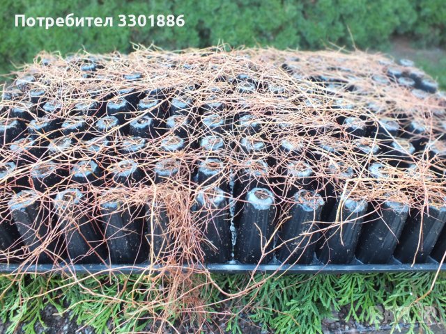 Туя Смарагд, 2 годишен, друг в мултиплейта., снимка 2 - Разсади - 43961659