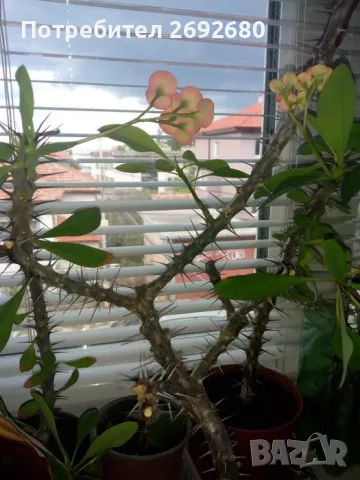 Традесканция рео, кротон,христов венец и други цветя/бамбук/цени в описанието , снимка 10 - Стайни растения - 50184776