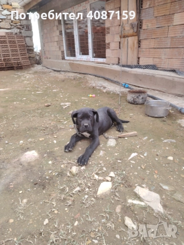 Cisto krvno, снимка 1