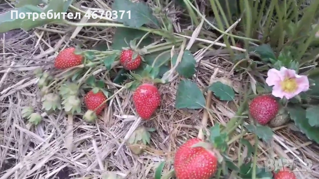 Продавам разсад корени целогодишни ягоди дорт Тристан